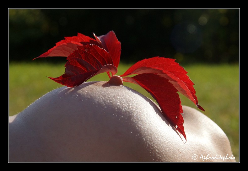 043 Vigne vierge rouge 1